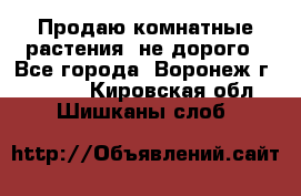 Продаю комнатные растения  не дорого - Все города, Воронеж г.  »    . Кировская обл.,Шишканы слоб.